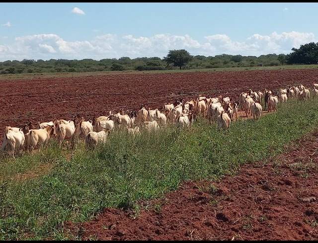 FARM FOR SALE IN WATERPOORT